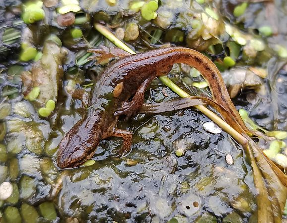 Tritó palmat  - Javier Romera Cabrera