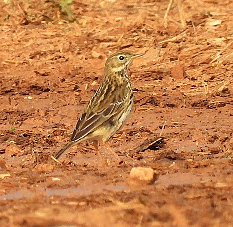 Titella  - Joan Safont