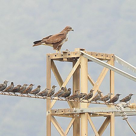 Aligot comú  - Joan Safont