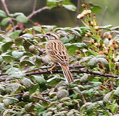 Sit negre  - Joan Safont