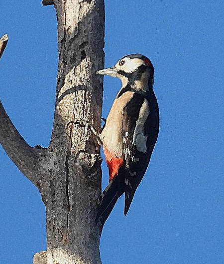 Picot garser gros  - Joan Safont