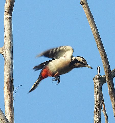 Picot garser gros  - Joan Safont