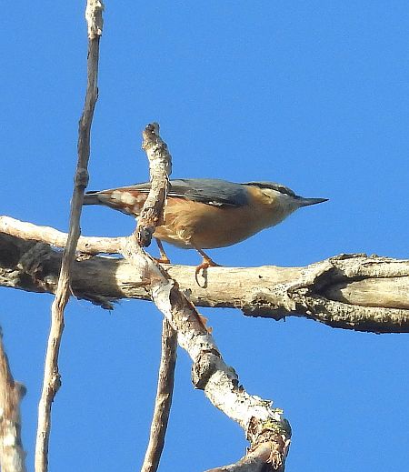 Trepador Azul  - Joan Safont