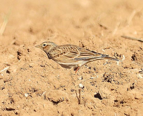 Alosa vulgar  - Joan Safont