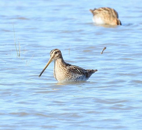 Becadell comú  - Eulàlia Maspons