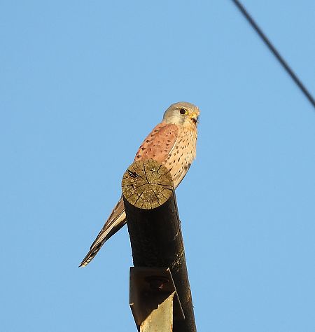 Xoriguer comú  - Eulàlia Maspons