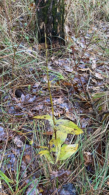 Epipactis sp.  - Xavier Alamany