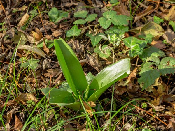 Himantoglossum robertianum  - Ramon Calvet i Falgueras