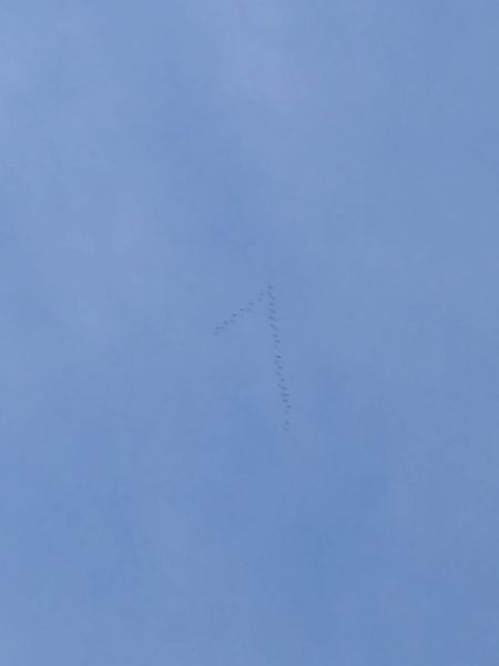 Grua  - Camp D'aprenentatge de Les Valls D'Àneu