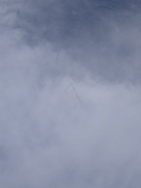 Grua  - Camp D'aprenentatge de Les Valls D'Àneu