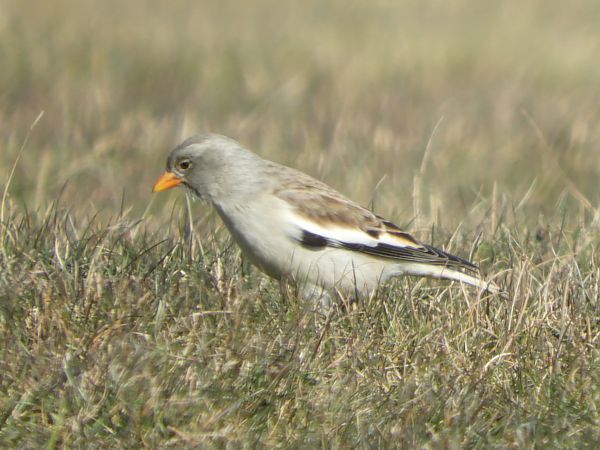 Pardal d'ala blanca  - Martí Gonzàlez