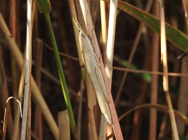 Llagost de canyís  - Xavier Elizondo