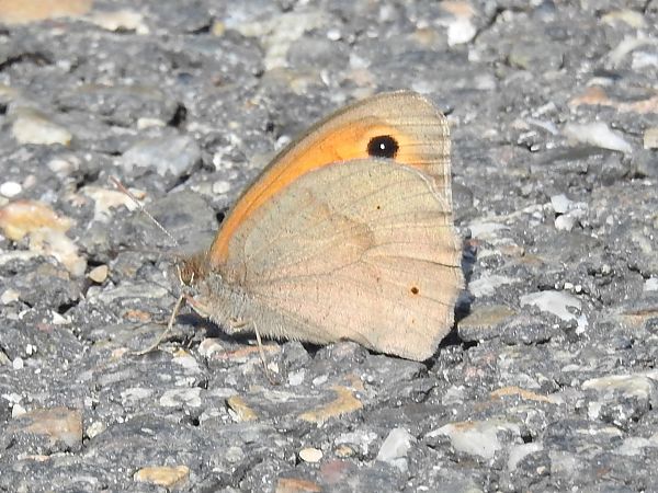 Bruna de prat  - Xavier Elizondo
