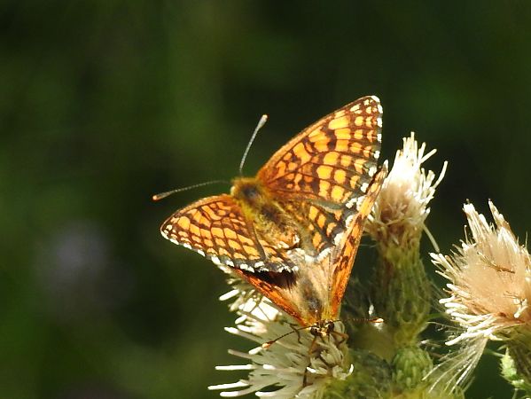 Damer boscà  - Xavier Elizondo