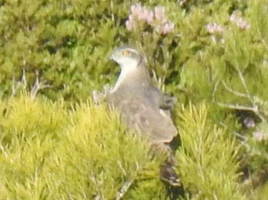 Astor  - Xavier Elizondo