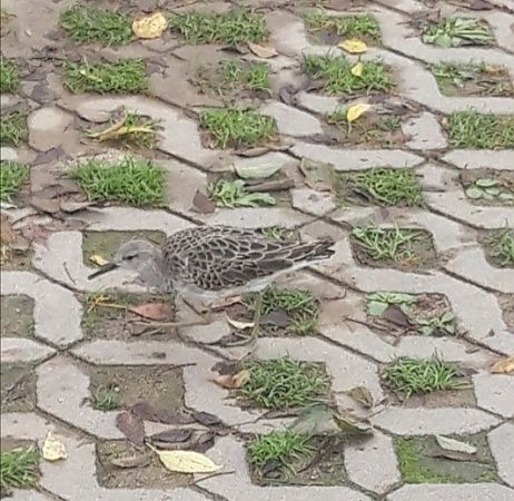 Batallaire  - Dani Mañas