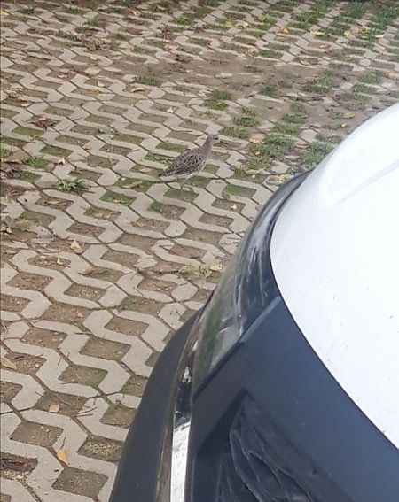 Batallaire  - Dani Mañas