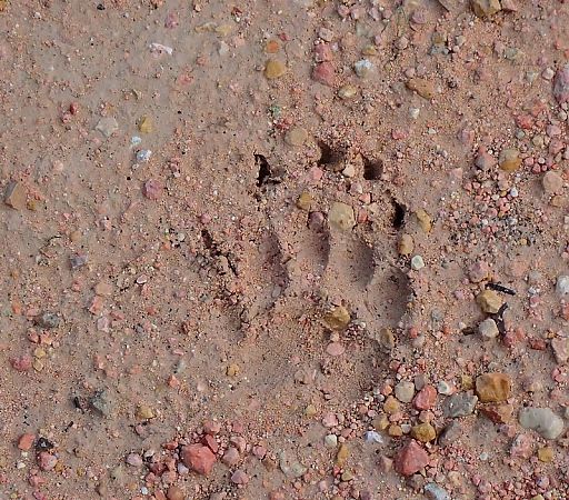 Toixó, teixó  - Jordi Castellet Figueras