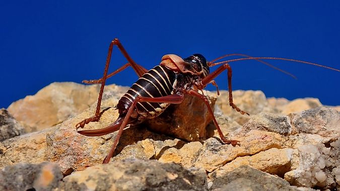 Somereta del Montsant  - Jordi Castellet Figueras