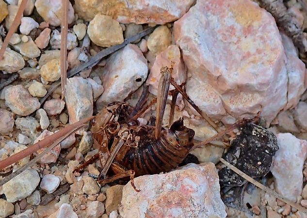 Somereta del Montsant  - Jordi Castellet Figueras