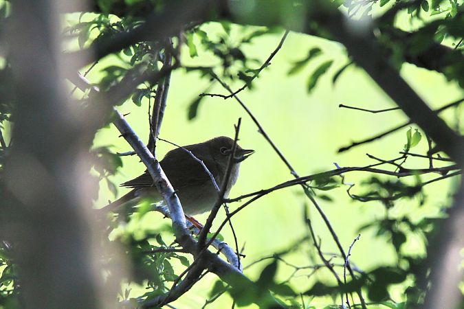 Rossinyol  - Alex Gamiz