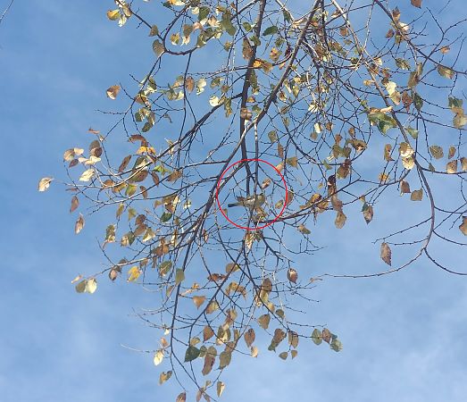 Mosquiter comú  - Alex Gamiz