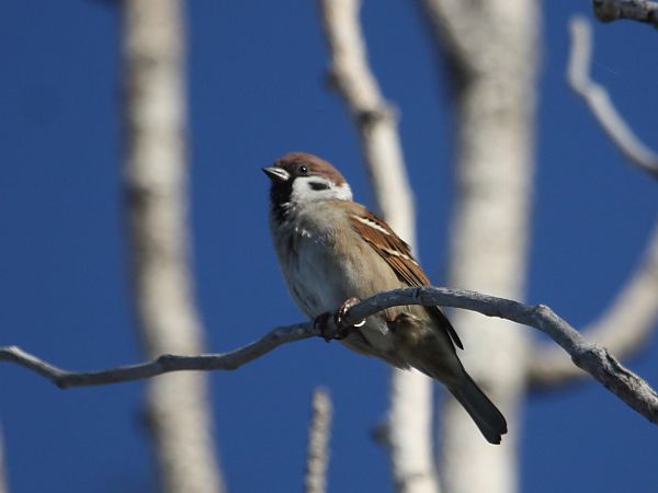 Pardal xarrec  - Francesc Moncasí Salvia