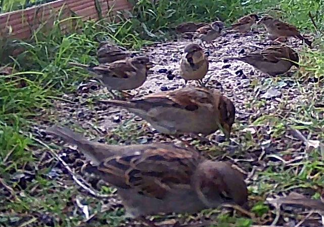 Pardal comú  - Maite Alaminos