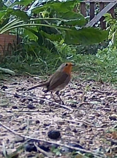 Pit-roig  - Maite Alaminos