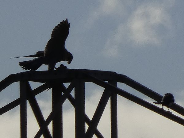 Faucon pèlerin  - Andrew Clarke