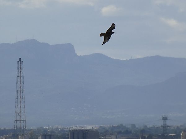 Aligot comú  - Andrew Clarke