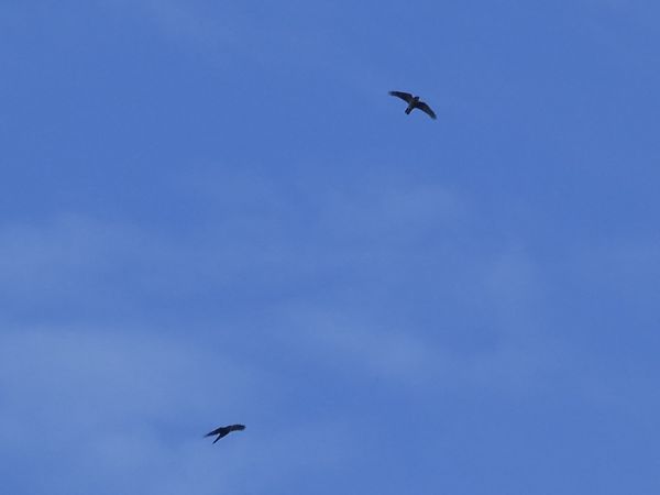 Esparver vulgar  - Andrew Clarke