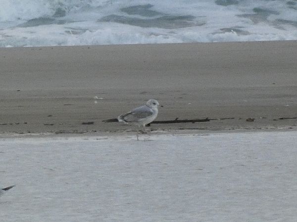 Gavina cendrosa  - Andrew Clarke