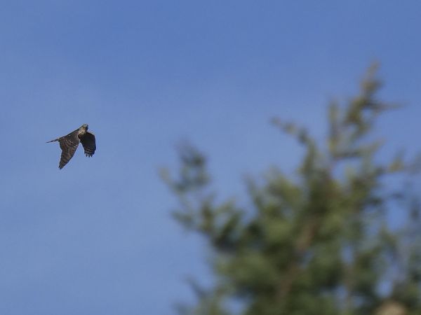 Astor  - Andrew Clarke