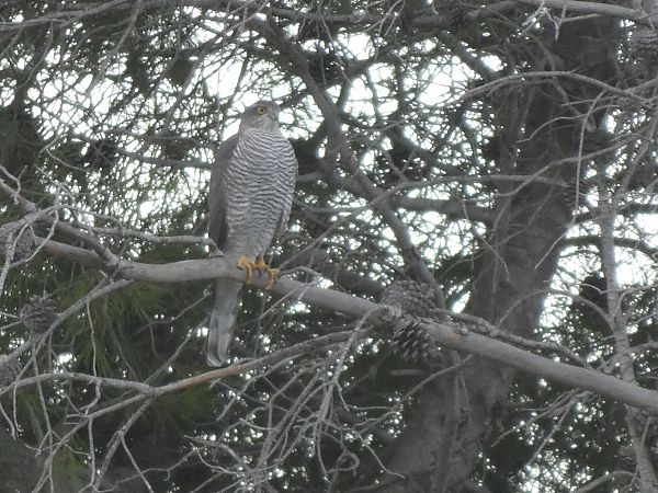 Esparver vulgar  - Andrew Clarke