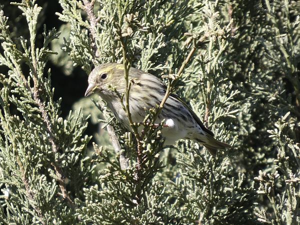 Lluer  - Andrew Clarke