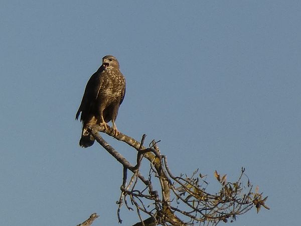 Aligot comú  - Andrew Clarke