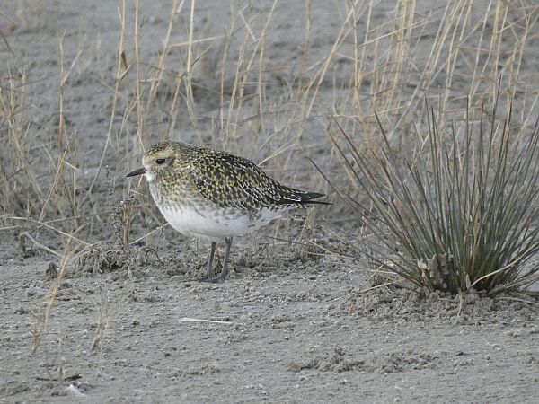 Daurada grossa  - Andrew Clarke