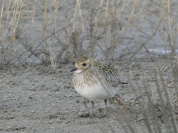 Daurada grossa  - Andrew Clarke