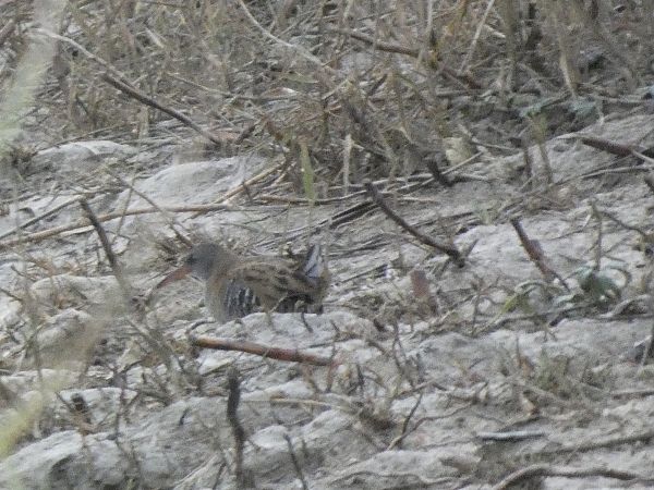 Rascló  - Andrew Clarke