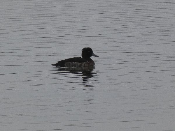 Morell de plomall  - Andrew Clarke