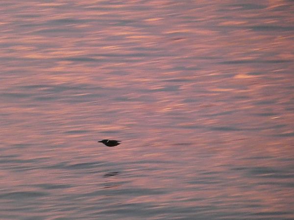 Blauet  - Andrew Clarke