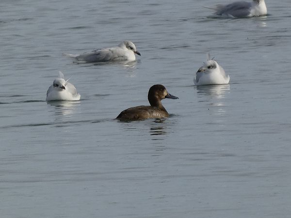 Morell buixot  - Andrew Clarke