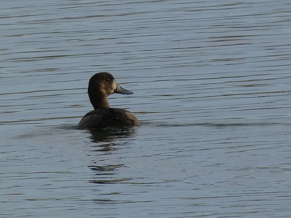 Morell buixot  - Andrew Clarke