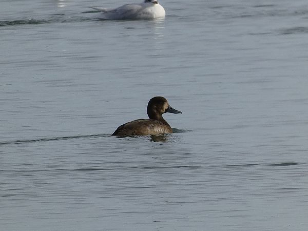 Morell buixot  - Andrew Clarke