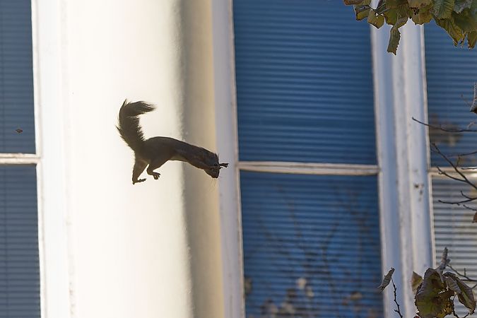 Esquirol  - David Gispert