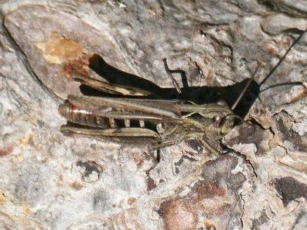 Saltamartí bru ibèric  - Josep M. Palau Garrabou