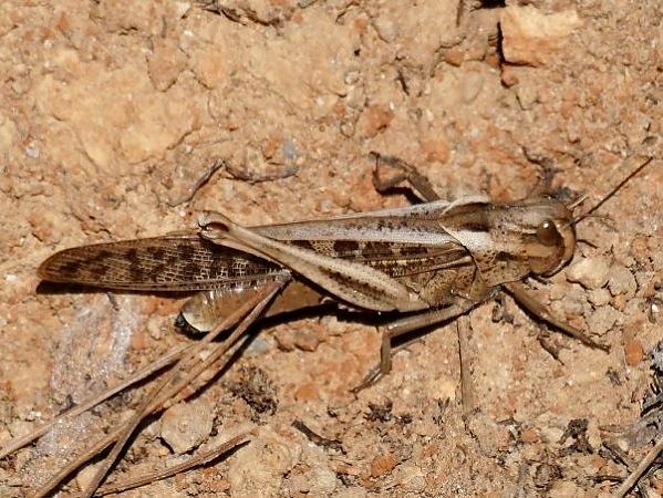 Llagosta migradora indeterminada  - Josep M. Palau Garrabou