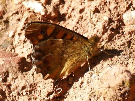Bruna de bosc  - Josep M. Palau Garrabou