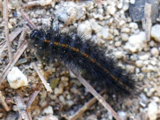 Spilosoma lubricipeda  - Josep M. Palau Garrabou